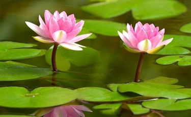 888bfca5da2c21ce436b55b959dd8674_these-plants-are-rather-hardy-pictures-of-lotus-plant_650-400
