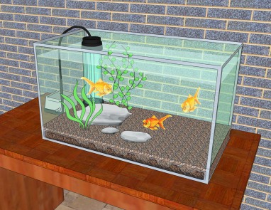 change-the-water-in-a-fish-aquarium-intro