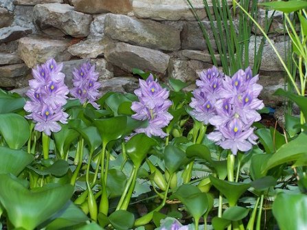 water-hyacinth-flower03